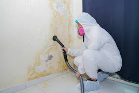 Why You Should Choose Our Mold Remediation Services in Lake Mohegan, NY